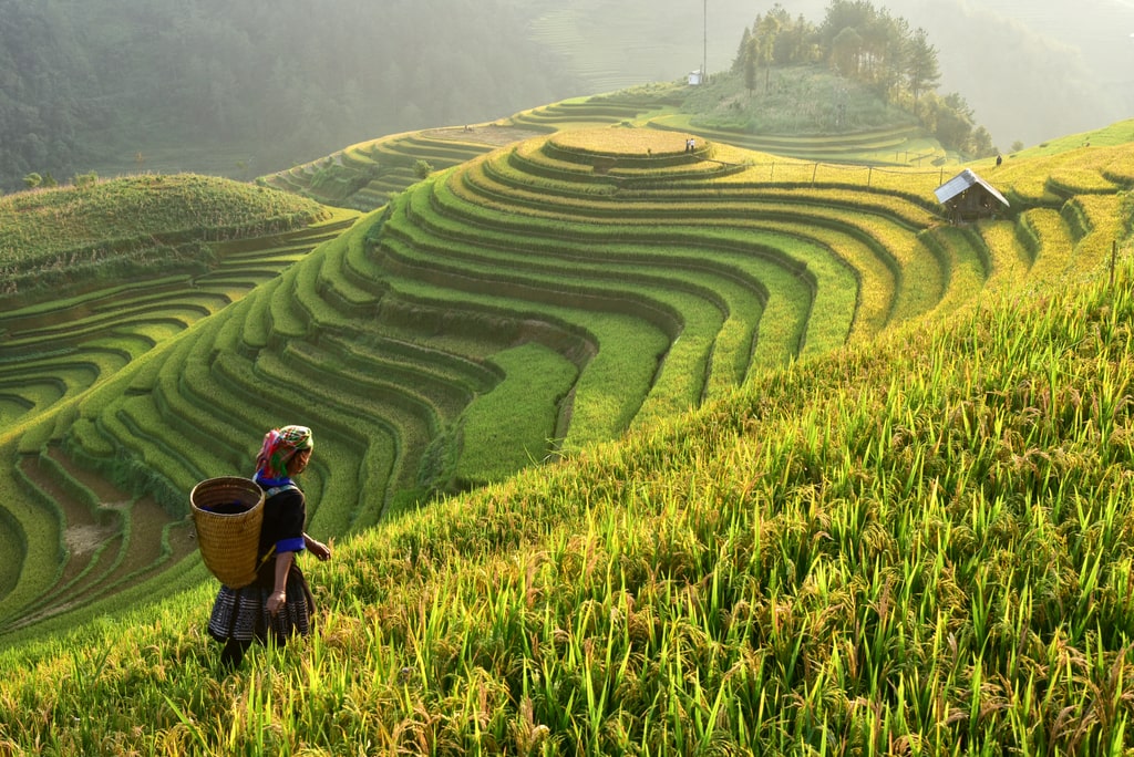 Top 10 Most Beautiful Rice Fields in Vietnam