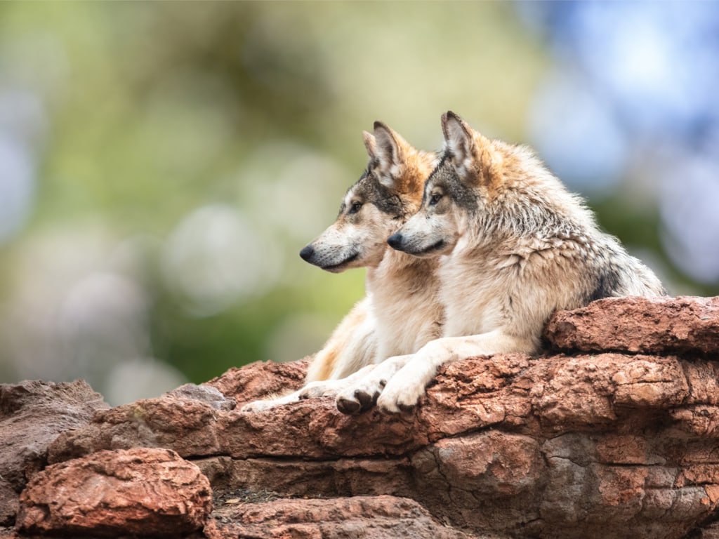 Mexican Gray Wolves