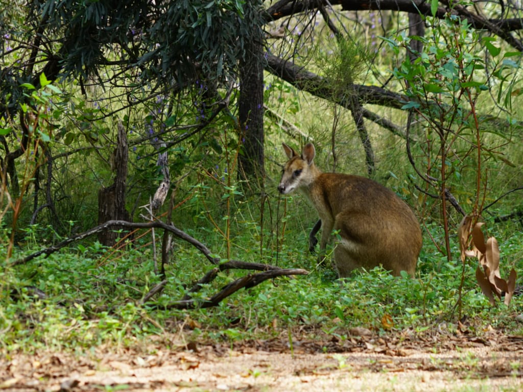 Wallaby in Wildlife World Zoo
