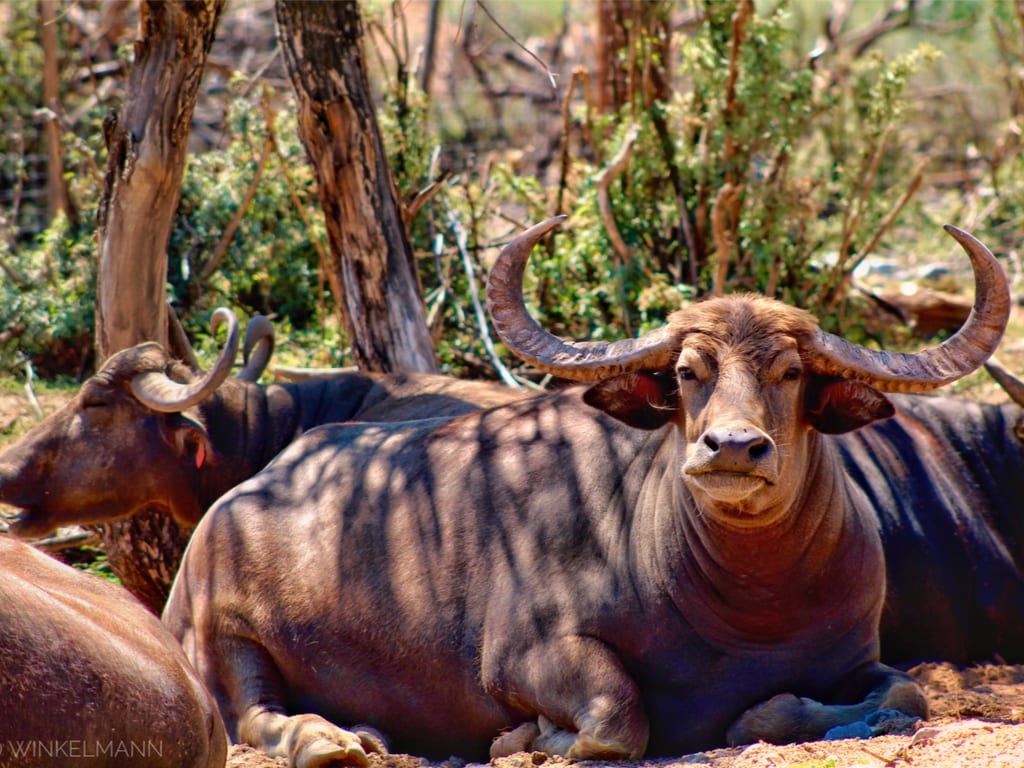 Water Buffaloes, Out Of Africa, Camp Verde