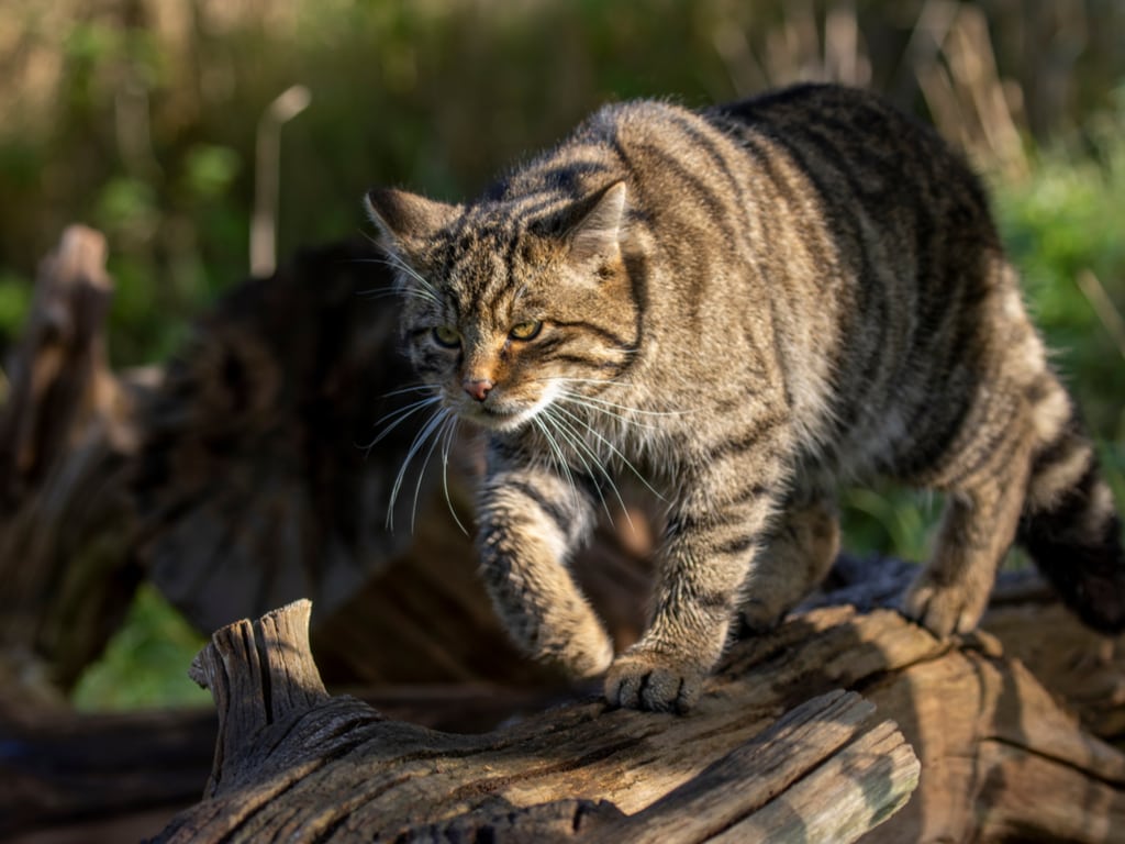 A Scottish wildcat walking along a log
